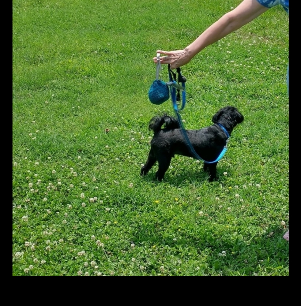 DOG Pooh bags carrier crocheted. Handmade lime green with paw print ribb… - Picture 4 of 5